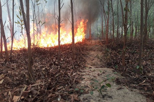 11 tỉnh có nguy cơ cháy rừng cấp cực kỳ nguy hiểm
