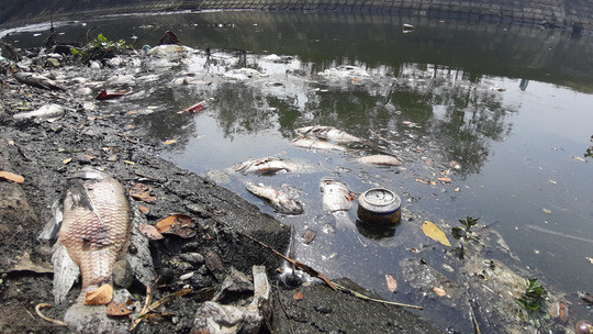 Đà Nẵng: Cá tiếp tục chết trắng bên cạnh trạm xử lý nước thải