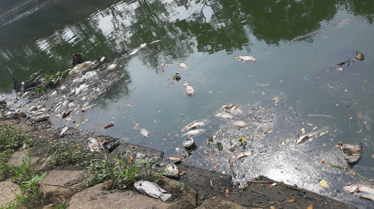 Đà Nẵng: Cá tiếp tục chết trắng bên cạnh trạm xử lý nước thải