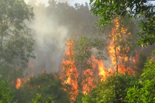 Lào Cai: Xảy ra nhiều vụ cháy rừng do nắng nóng
