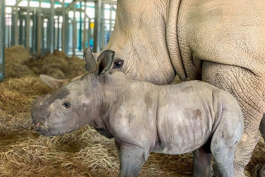 Vinpearl Safari Phú Quốc: 17 ngày đón 2 cá thể tê giác quý chào đời