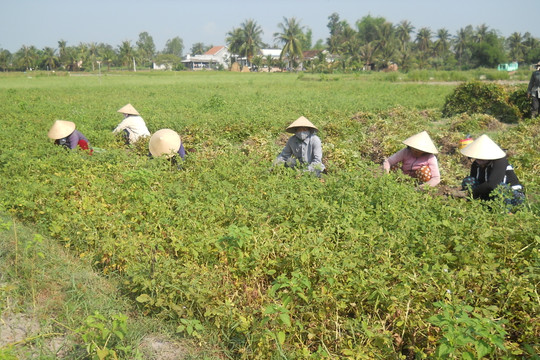 Bình Định: Nông dân Phù Cát trúng mùa đậu phụng