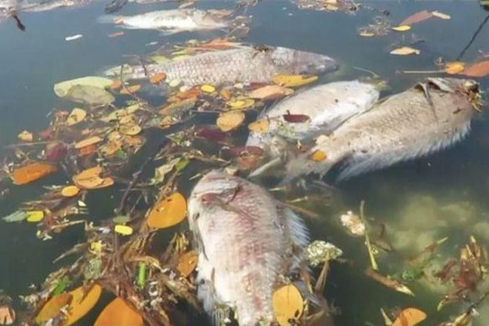 Đà Nẵng: Cá chết trên sông Phú Lộc do hàm lượng Oxy hòa tan ở mức thấp