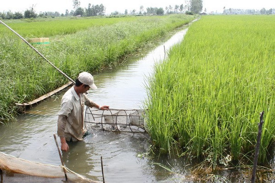 Đồng bằng sông Cửu Long: Thích ứng với biến đổi khí hậu để phát triển nuôi tôm sú bền vững