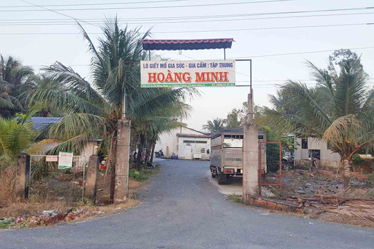 Thị xã Bình Minh (Vĩnh Long): Lò giết mổ Hoàng Minh xả thải gây ô nhiễm môi trường