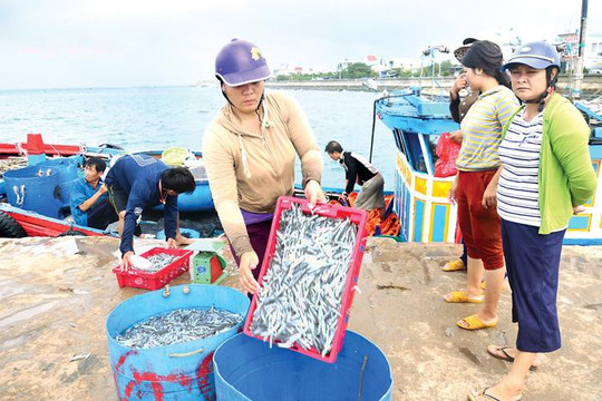 Quảng Ngãi: Ngư dân trúng đậm hải sản