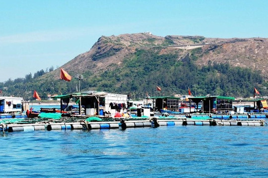Quảng Ngãi: Hơn 9.000 con cá bớp nuôi lồng bè ở Lý Sơn chết bất thường