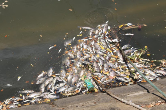 Đà Nẵng: Người dân bức xúc vì cá chết trắng kênh Khe Cạn, bốc mùi nồng nặc