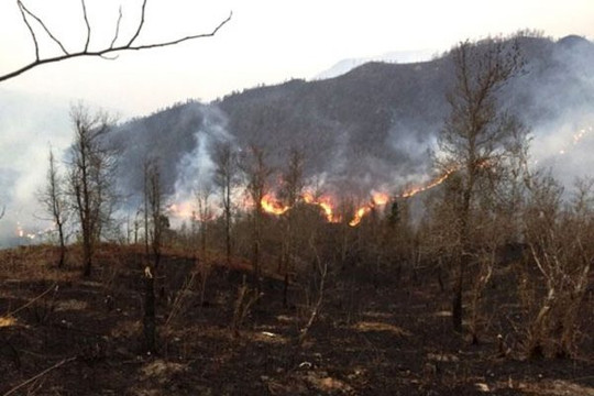 Tháng 4/2019: Lào Cai xảy ra 17 vụ cháy rừng lớn nhỏ