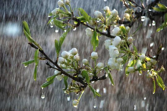 Dự báo thời tiết ngày 8/5: Các khu vực trong cả nước đều có mưa và dông