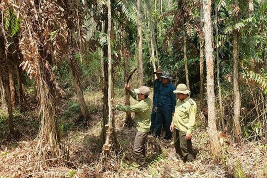 Cảnh báo nguy cơ cháy Vườn quốc gia Tràm Chim ở cấp cực kỳ nguy hiểm