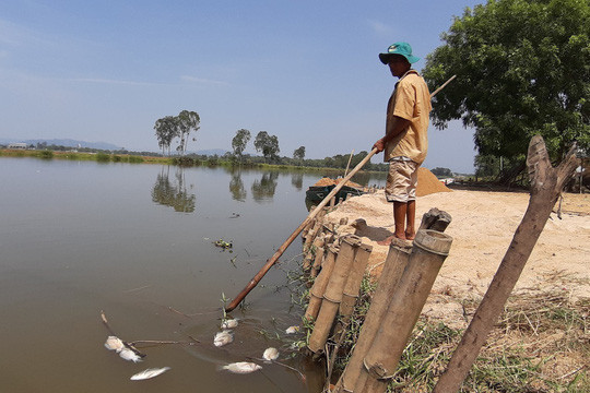 Quảng Nam: Cá chết nổi đầy sông Bàn Thạch