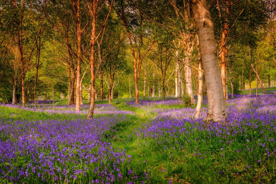 Triệu bông hoa chuông xanh dệt nên cánh rừng ở Anh đẹp như cổ tích