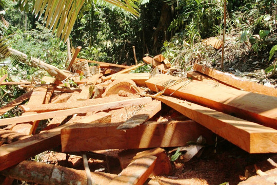 Quảng Nam: Xử lý nghiêm vụ phá rừng phòng hộ Trà Leng