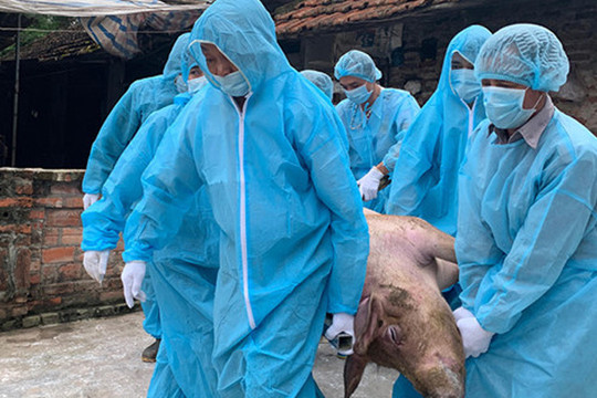 Dịch tả lợn Châu Phi: 29 tỉnh có dịch, tiêu hủy trên 1,2 triệu con lợn