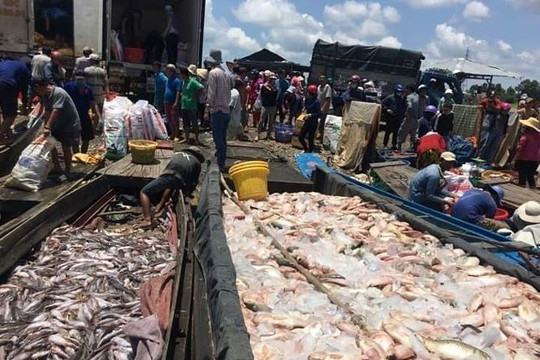 Đồng Nai: Hàng chục tấn cá chết trắng sông La Ngà