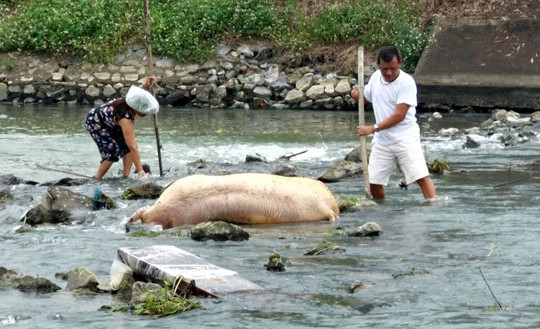Hà Nội: Nhiều xác lợn chết trôi trên sông