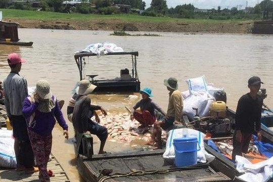 Đồng Nai: Xác định nguyên nhân hơn 300 tấn cá bè chết chết trắng trên sông La Ngà