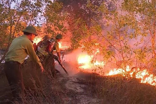 Quảng Bình: Hỏa hoạn thiêu rụi hơn 15ha rừng phòng hộ ven biển