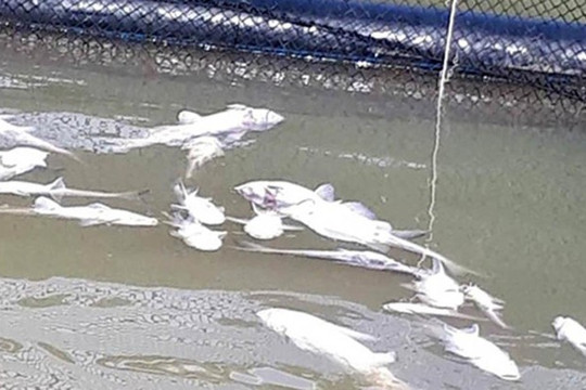 Nghệ An: 280 lồng cá chết trắng bất thường trên mặt hồ thủy điện Hủa Na