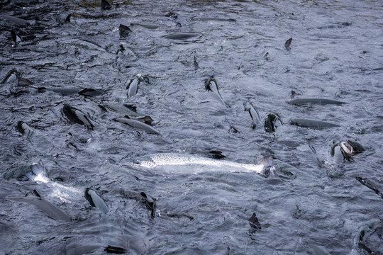 Na Uy: Hơn 10.000 tấn cá hồi chết hàng loạt do loại tảo Chrysochromulina