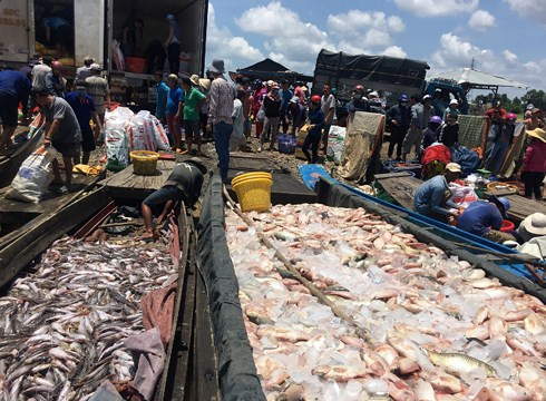 Xác định được nguyên nhân khiến gần 1.000 tấn cá chết trên sông La Ngà