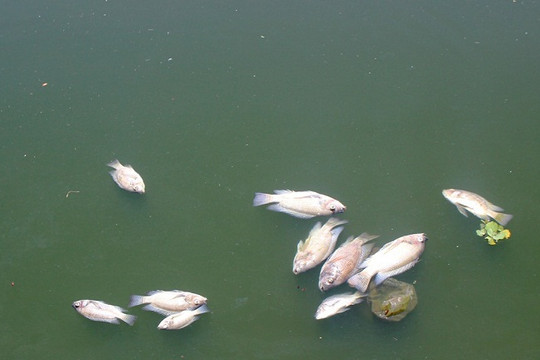 Quảng Nam: Cá chết nổi trắng hồ điều hòa