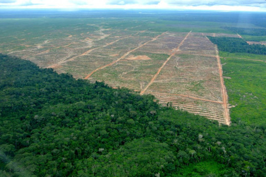 Brazil mất 953.000 ha rừng Amazon trong vòng 30 năm