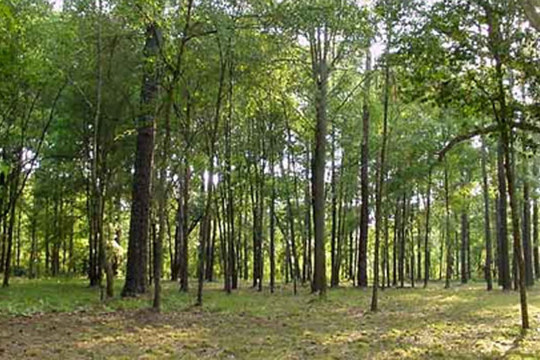Lâm Đồng: Hạ độc 3.500 cây thông mỗi cây bị diệt chỉ trong một phút