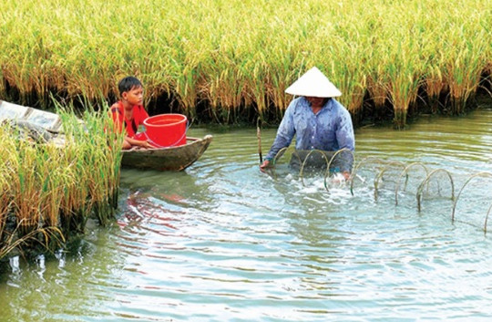 Kiên Giang: Phát triển bền vững thích ứng với biến đổi khí hậu