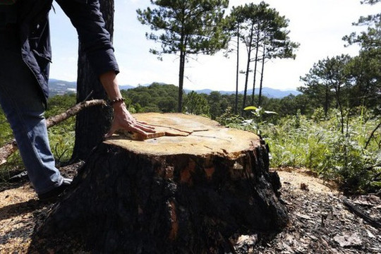 Lâm Đồng: Xử phạt đối tượng hạ độc cây thông rừng để chiếm đất sản xuất