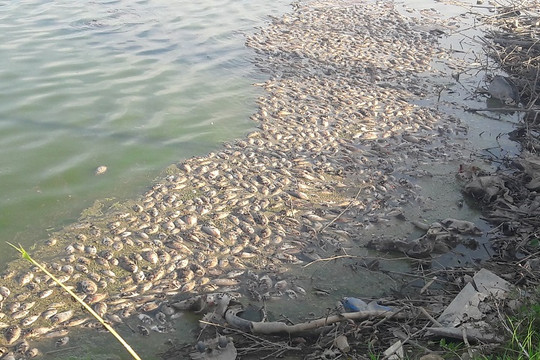 Hà Tĩnh: Hơn nửa tấn cá chết phủ kín hồ, bốc mùi hôi thối nồng nặc