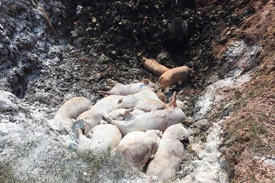 Sóc Trăng: Tiêu hủy gần 490 con lợn nhiễm dịch tả châu Phi