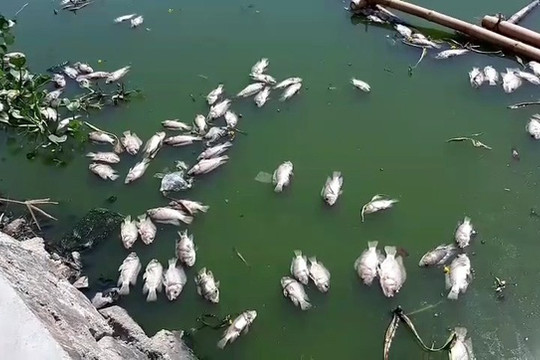 Đà Nẵng: Cá chết nổi quanh hồ Thạc Gián bốc mùi hôi thối