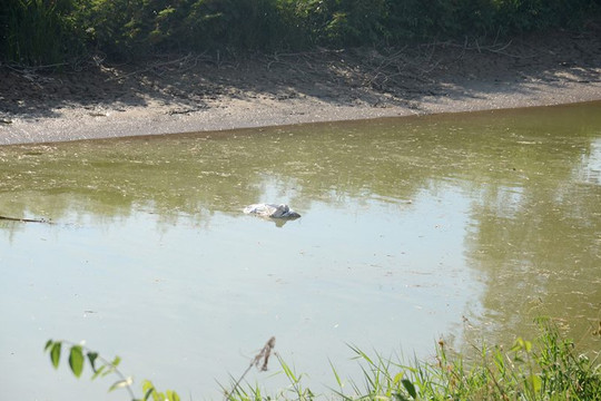 Nghệ An: Bơm nước kênh ô nhiễm làm nước sạch bán cho dân