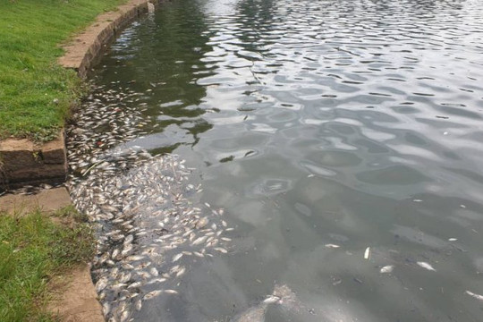 Lâm Đồng: Cá chết bất thường bốc mùi hôi thối nổi đầy hồ Đồng Nai