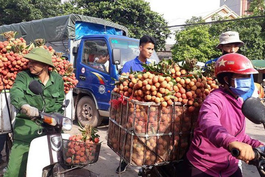 Bắc Giang: Xe tải tấp nập chở vải thiều đi “xuất khẩu” và nụ cười quên nắng nóng