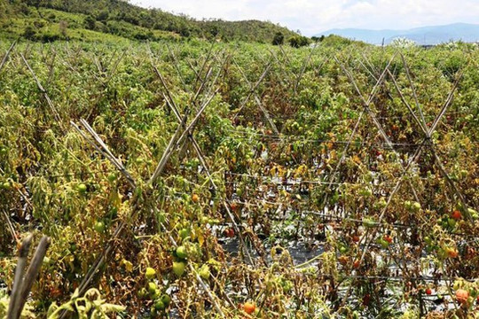 Lâm Đồng: Xót xa hơn 3 ha cà chua sắp thu hoạch chết héo nghi bị kẻ xấu hạ độc