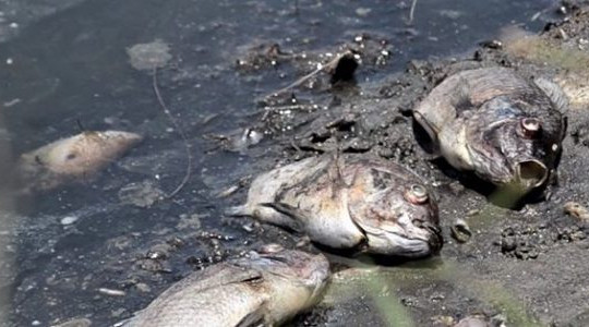 Quảng Ngãi: Cá chết nổi trắng mặt hồ Đồng Làng, dân hoang mang không rõ nguyên nhân
