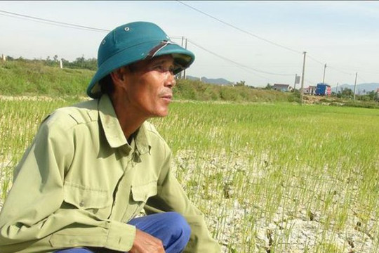 Quảng Bình: Hàng ngàn ha lúa hè thu nguy cơ mất trắng do hạn hán
