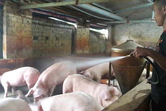 Xuất hiện ổ dịch tả lợn Châu Phi tại Thành phố Hà Tĩnh, nâng số địa phương bị dịch ở Hà Tĩnh lên 3 Thành phố, Huyện Thị