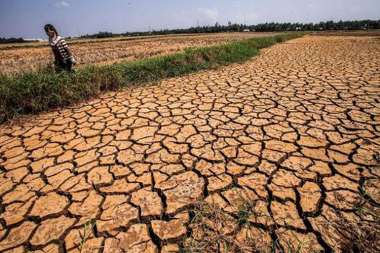 Khoảng 5.600ha cây trồng cả nước đang bị hạn hán