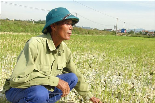 Quảng Bình: Nhiều hồ cạn kiệt, 1 000 ha lúa có nguy cơ bị mất trắng