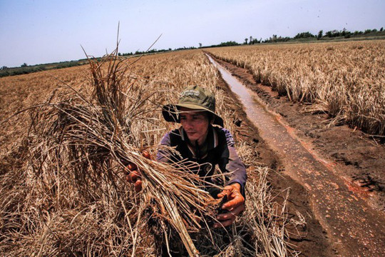 Bài 2: Đồng bằng sông Cửu Long: Phát triển kinh tế nông nghiệp thích ứng với biến đổi khí hậu