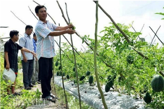 Kiên Giang: Đảm bảo an toàn thực phẩm trong lĩnh vực nông nghiệp
