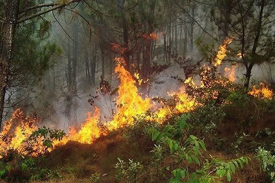 Nghệ An: Liên tiếp xảy ra cháy rừng do thời tiết nắng nóng kéo dài