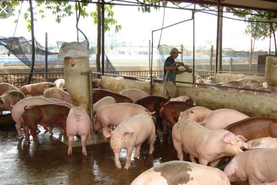 Đồng Nai: Quyết liệt dập dịch tả lợn châu Phi và ngừa lây lan