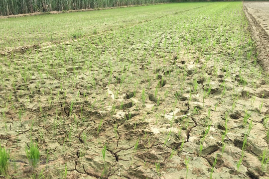 Thanh Hóa: Nắng nóng kéo dài, hàng trăm ha lúa có nguy cơ mất trắng