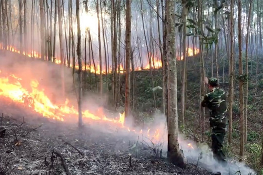 Phú Yên: Nắng nóng khiến cháy rừng liên tục
