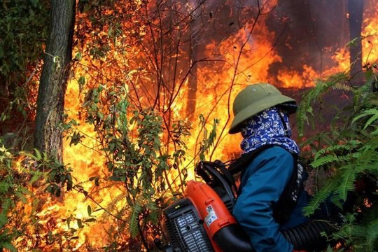 Cháy rừng miền Trung, chờ cơn mưa vàng đến cứu